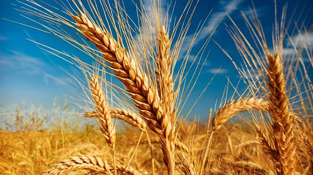 Ruská blokáda znemožnila vývoz obilia pre krajiny ohrozené hladomorom￼￼